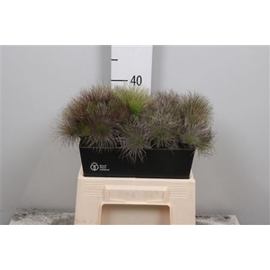 Pulsatilla Vulg Zaadpluiz