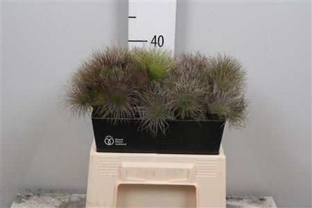 <h4>Pulsatilla Vulg Zaadpluiz</h4>
