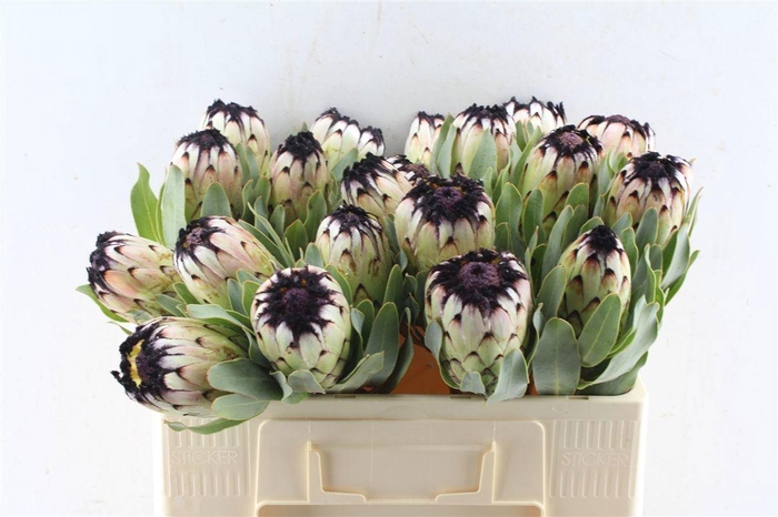 <h4>PROTEA MAG NIOBE</h4>