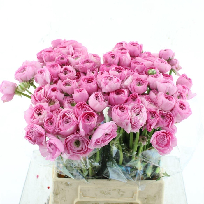 <h4>Ran El Pink Extra</h4>