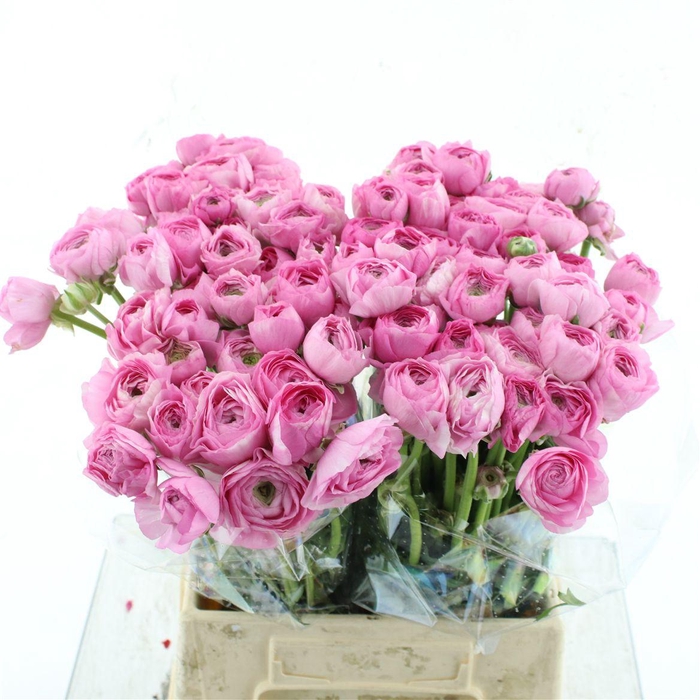 <h4>Ran El Pink Extra</h4>