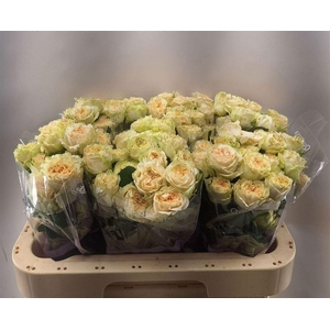 R Tr Summerrose -in box