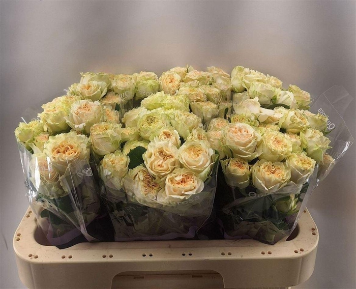 <h4>R Tr Summerrose -in box</h4>