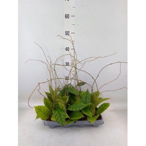 Hoya callistophylla 'KAL 16'