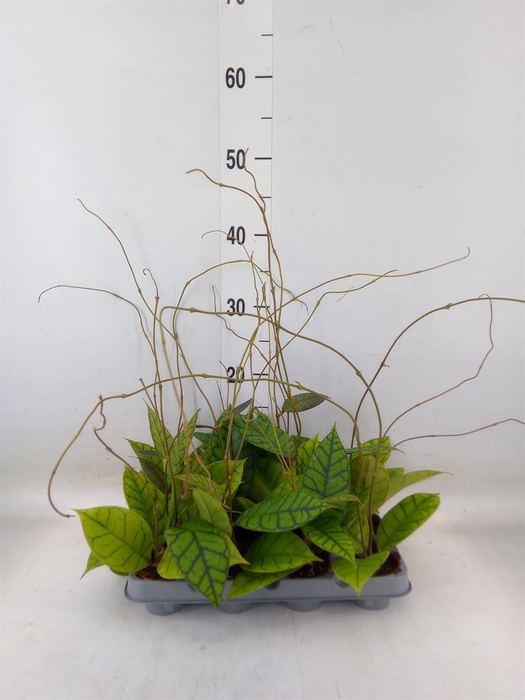 <h4>Hoya callistophylla 'KAL 16'</h4>