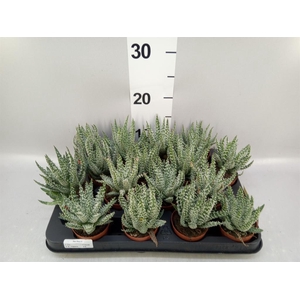 Aloe humilis