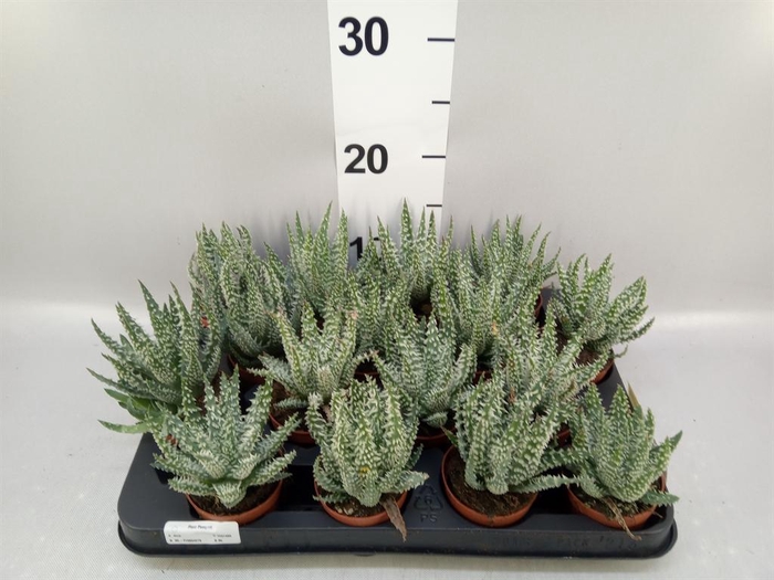 <h4>Aloe humilis</h4>