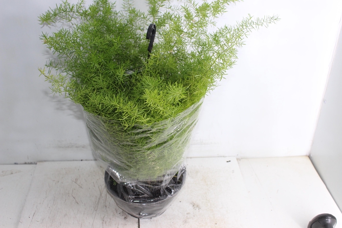 <h4>ASPARGO ALFINETE C21</h4>