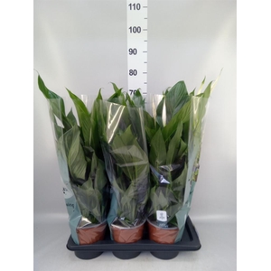 Spathiphyllum 'Bingo Cupido'