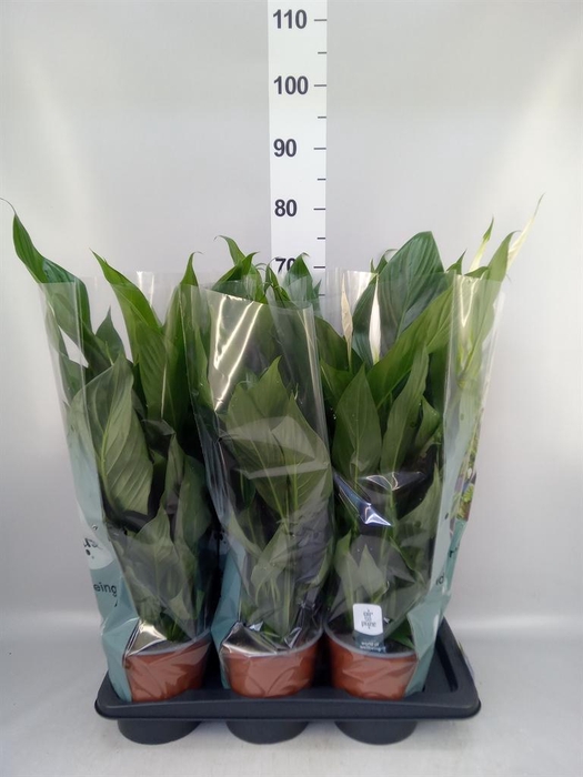 <h4>Spathiphyllum 'Bingo Cupido'</h4>