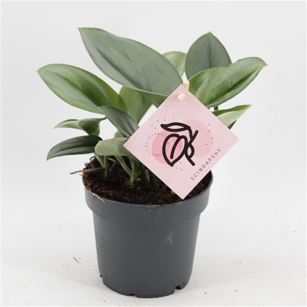 <h4>Scindapsus Treubii 'Moonlight'</h4>