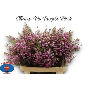 CHAME UN PURPLE PRID