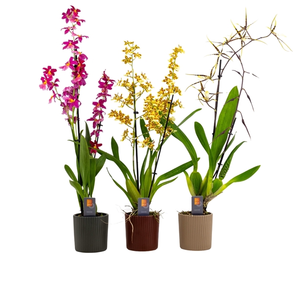 <h4>Inca Cambria mix 2 spike XL in Eva ceramics</h4>
