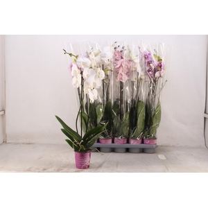 PHAL GEM 5 KL