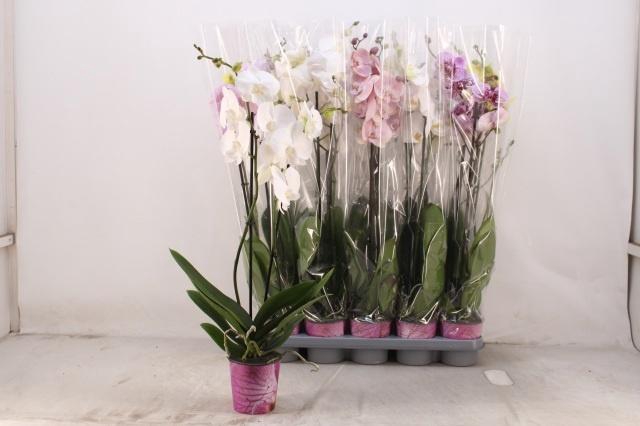 <h4>PHAL GEM 5 KL</h4>