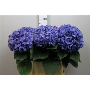 Hydr M Pimpernel