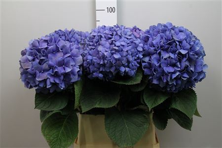 <h4>Hydr M Pimpernel</h4>