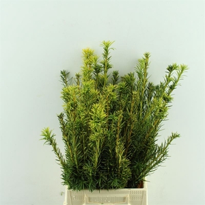 Taxus Bacc.Fastigata