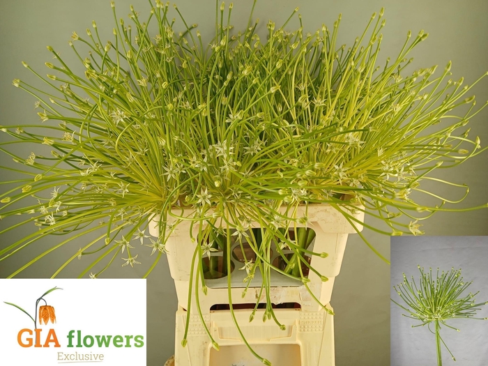 <h4>ALLIUM S ARCTIC SNOW</h4>