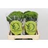 Dianthus Br Kiwi Mellow