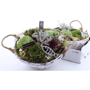ARR SEMPERVIVUM