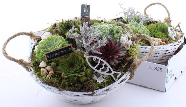 <h4>ARR SEMPERVIVUM</h4>