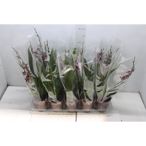 ONCIDIUM BARROCCO RED P12