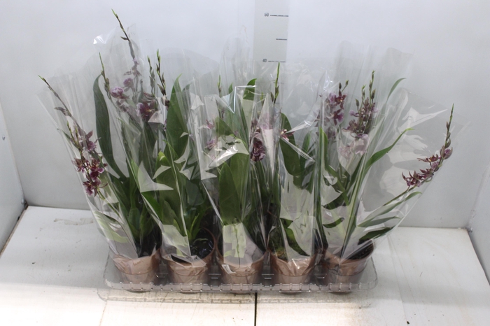 <h4>ONCIDIUM BARROCCO RED P12</h4>
