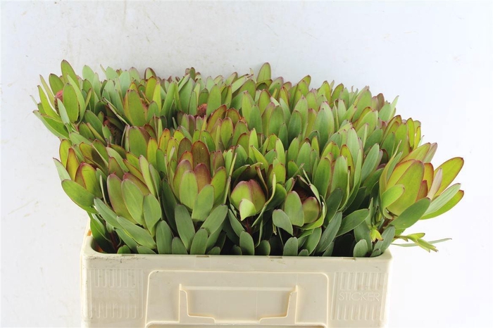 <h4>LEUCAD SAF GOLDSTRIK</h4>