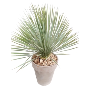 Arr.   Tuinplanten H%