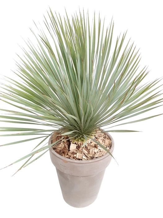 <h4>Arr.   Tuinplanten H%</h4>