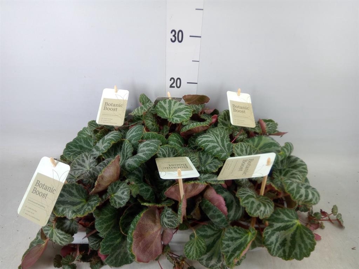 <h4>Saxifraga stol.</h4>