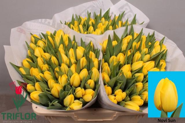 <h4>TU EN NOVI SUN</h4>