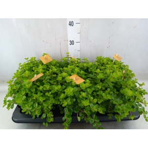 Peperomia rotundifolia