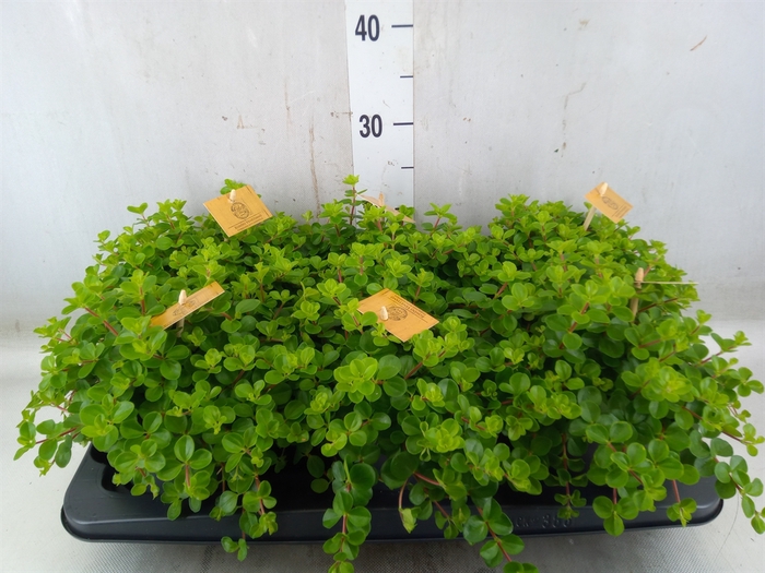 <h4>Peperomia rotundifolia</h4>