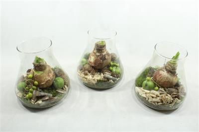 <h4>0181 SCHORS 3 FLESJES</h4>