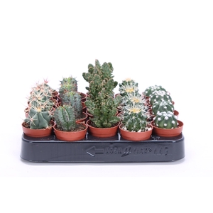 Cactus mix op rij 5,5 cm