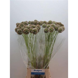 Scabiosa Stellata Seeds X20