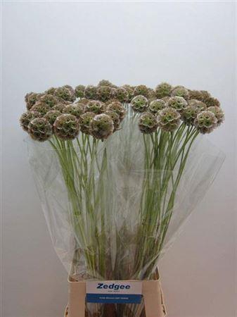 <h4>Scabiosa Stellata Seeds X20</h4>