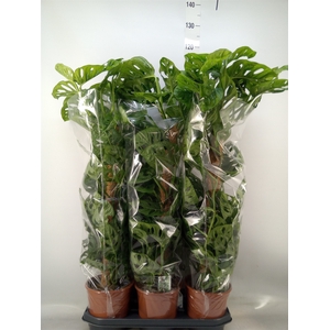 Monstera obliqua 'Monkey Mask'