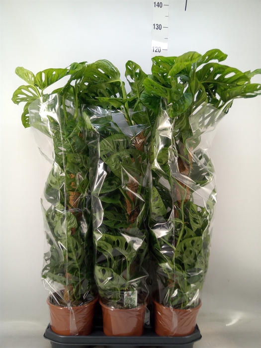 <h4>Monstera obliqua 'Monkey Mask'</h4>