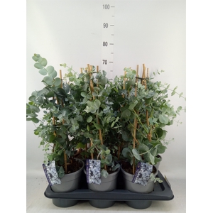 Eucalyptus cinerea