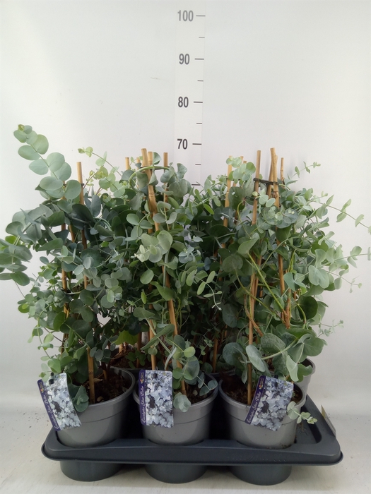 <h4>Eucalyptus cinerea</h4>