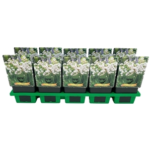 Armeria pseud. 'Ball White'