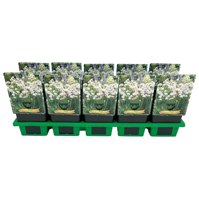 <h4>Armeria pseud. 'Ball White'</h4>