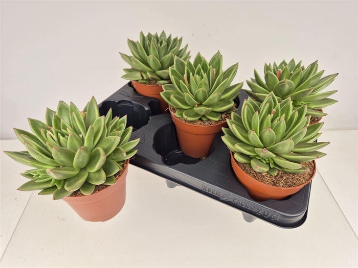 <h4>Echeveria 'Miranda'</h4>