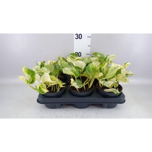 Epipremnum pinn. 'Happy Leaf'