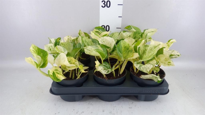 <h4>Epipremnum pinn. 'Happy Leaf'</h4>
