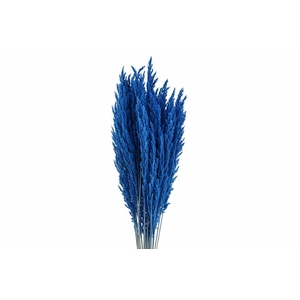 Dried Pampas Gras D. Blue (8 Stems) Bunch
