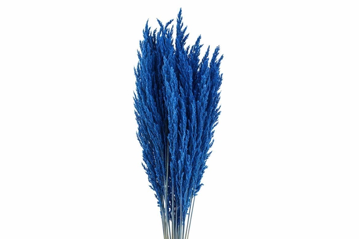 <h4>Dried Pampas Gras D. Blue (8 Stems) Bunch</h4>